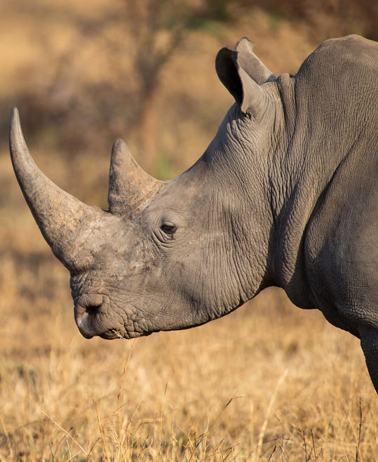 Lone rhino standing on a open area looking for safety from poachers