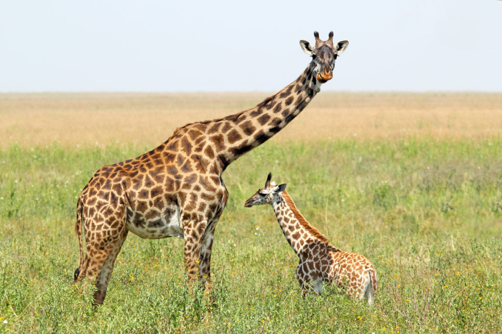 A young giraffe and his mother (Giraffa camelopardalis) in Serengeti National Park, Tanzania